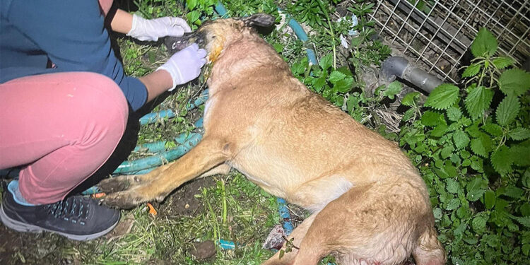 Bodrum'da 4 köpek ile 3 kedi zehirlendi