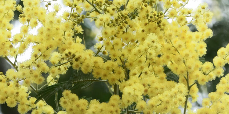 Mimozalar açtı hırsızlık başladı