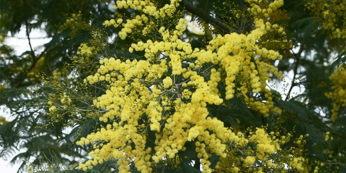Büyükada'da baharın müjdecisi mimozalar açtı hırsızlık başladı. Ada sakinleri, izinsiz ve ölçüsüz kesilerek çalınan mimozaların çiçekçiler tarafından satıldığını belirtti.