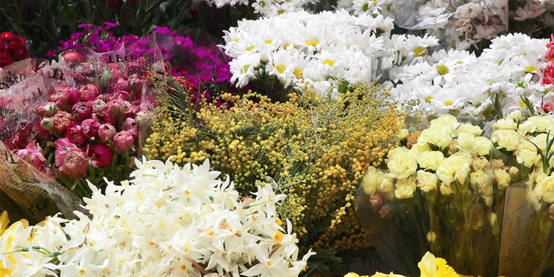 Mimozalar açtı hırsızlık başladı