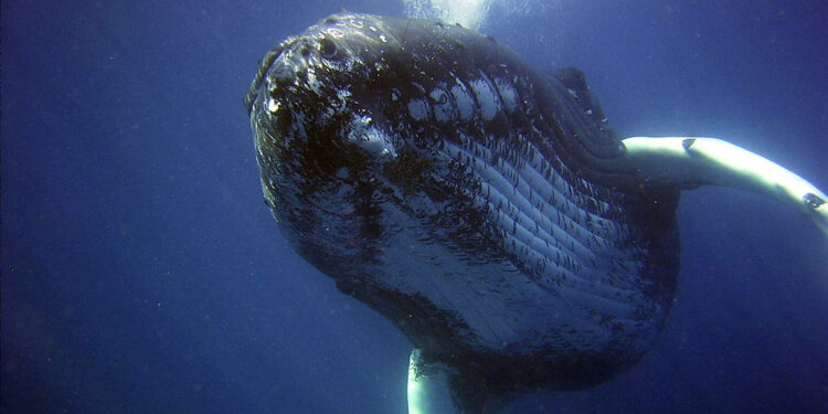 Balinaların su altında nasıl şarkı söylediği belirlendi