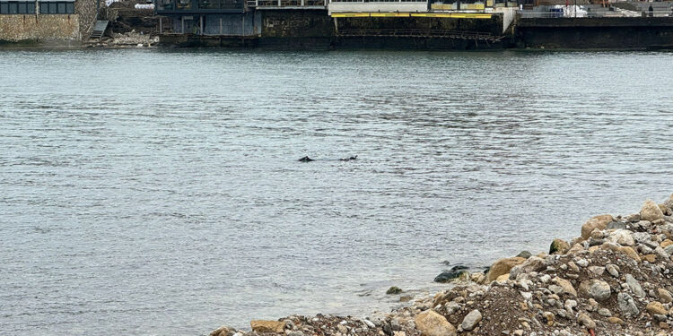 Bartın'da denize giren teknisyen kayboldu