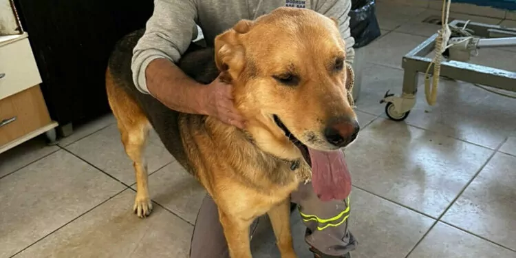 Bodrum'da zehirlenen köpeklerden 5'i kurtarıldı