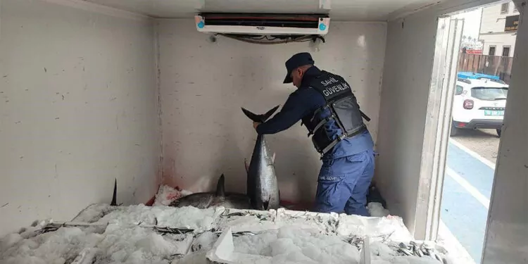 Çanakkale'de avlanması yasak olan 11 orkinos balığı ele geçirildi