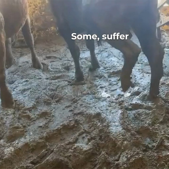 Canlı sığır taşıyan gemi limandan ayrıldı