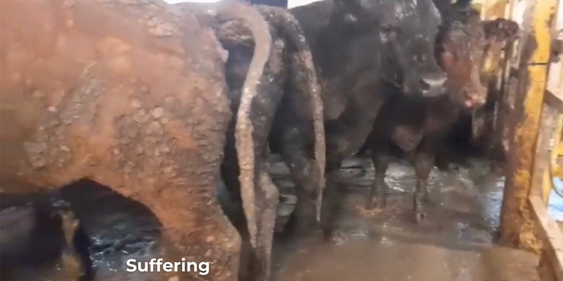 Güney Afrika’nın Cape Town kenti limanına demirleyen ancak kentteki kötü kokudan sorumlu olduğu iddia edilen canlı sığır taşıyan gemi, dün gece limandan ayrıldı.