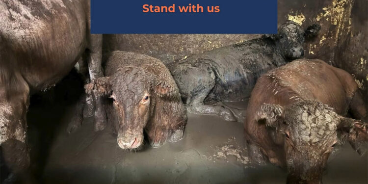 Canlı sığır taşıyan gemi limandan ayrıldı