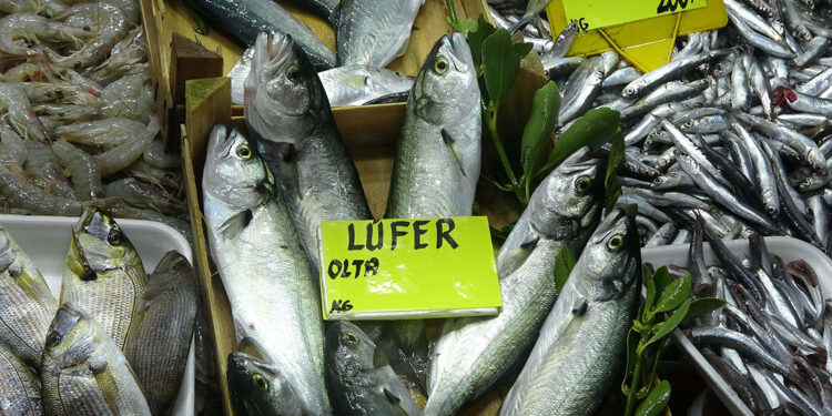 Çanakkale'de 'denizin prensi' lüferin kilosu 900 TL oldu