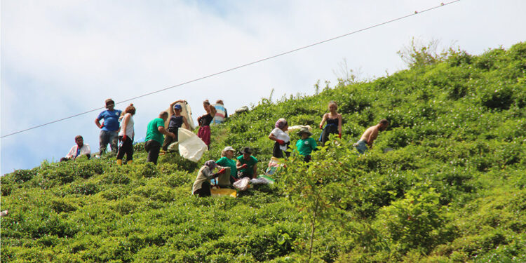 Çayda ‘alternatif ucuz gübre’ tehlikesi