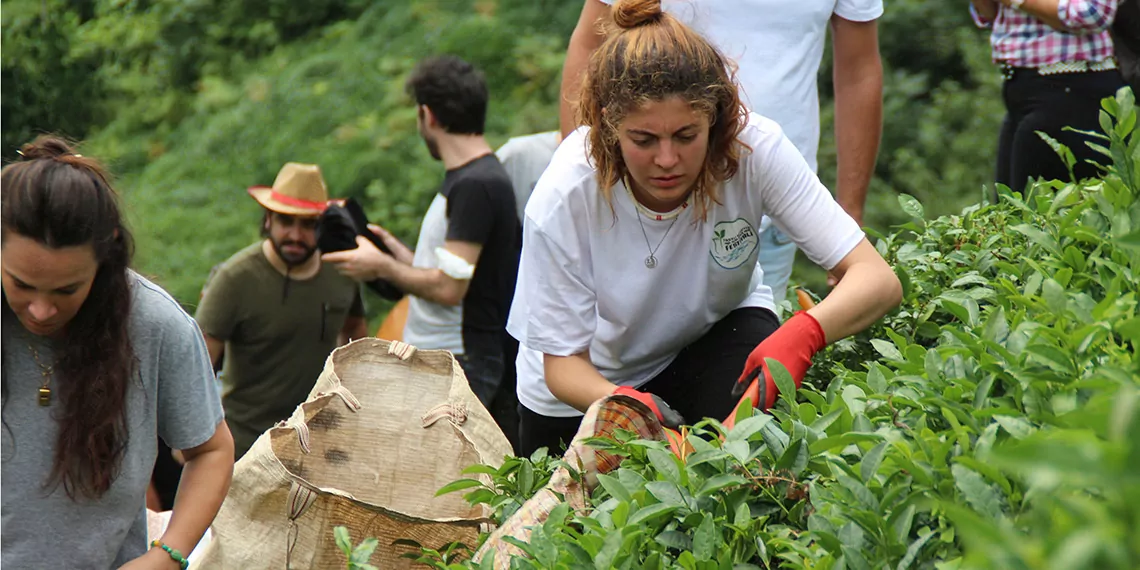 Çayda ‘alternatif ucuz gübre’ tehlikesi