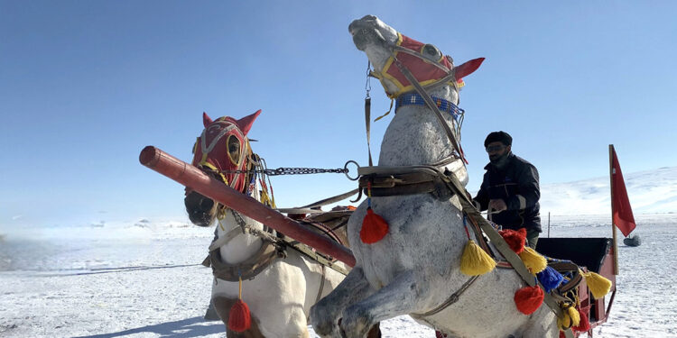 Çıldır Gölü'nde 'atlı kızak'