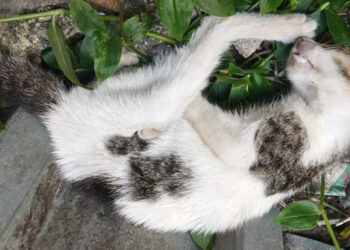 Duvara fırlatıp öldürdüğü kedi için 4 yıl hapsi istendi