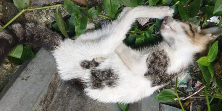 Duvara fırlatıp öldürdüğü kedi için 4 yıl hapsi istendi