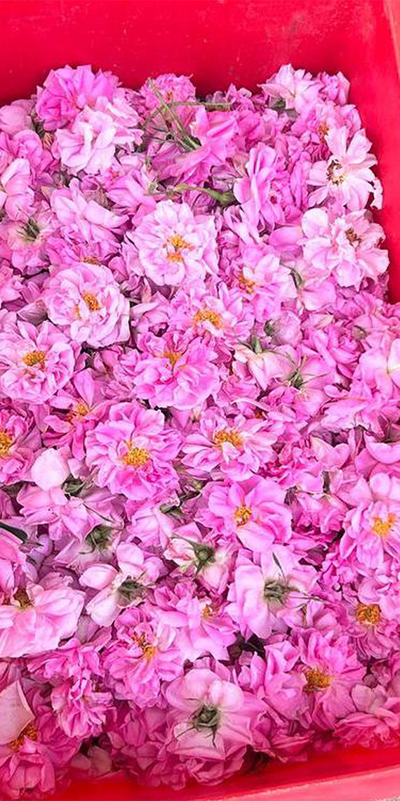 Güllerden yutulabilir parfüm üretildi