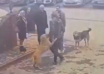 Derede mahsur kalan sokak köpeği kurtarıldı