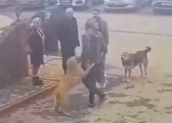 Derede mahsur kalan sokak köpeği kurtarıldı