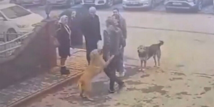 Derede mahsur kalan sokak köpeği kurtarıldı