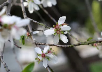 Edirne'de yalancı bahara aldanan meyve ağaçları çiçek açtı