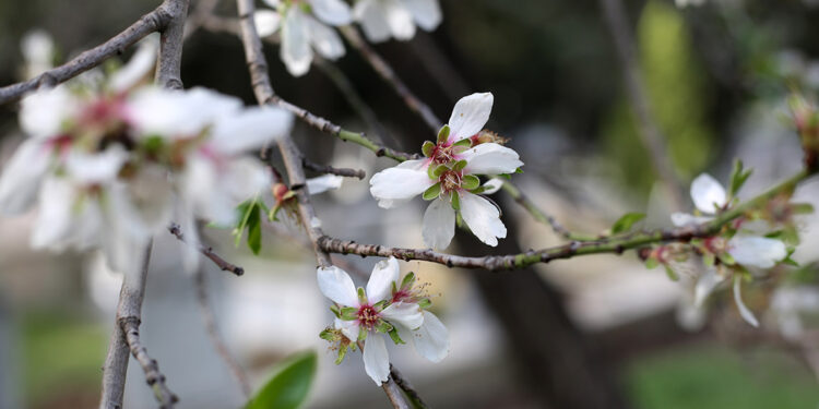 Edirne'de yalancı bahara aldanan meyve ağaçları çiçek açtı