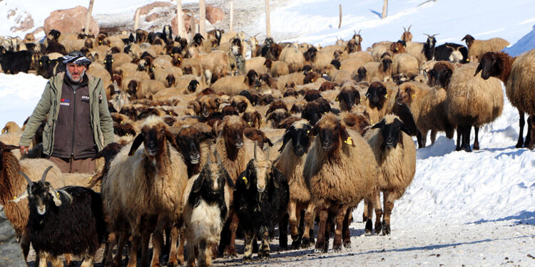 Göç etmeyen tek köy, Norduz koyununun neslini kurtardı