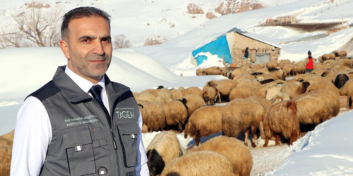 Göç etmeyen tek köy, Norduz koyununun neslini kurtardı