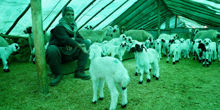 Göçerlerin ağıllardaki ‘doğum nöbeti' başladı