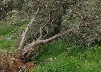 Hatay'da hortum; ağaçlar köklerinden söküldü