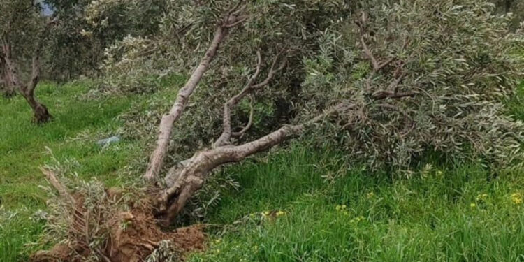Hatay'da hortum; ağaçlar köklerinden söküldü