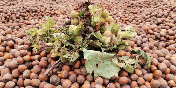 İklim krizi, fındık rekoltesini de düşürdü