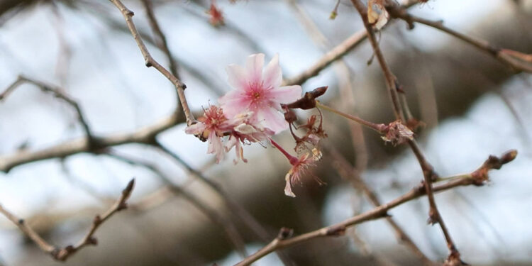 İstanbul'da yalancı bahar; gıda fiyatlarında yükselme yaşanabilir