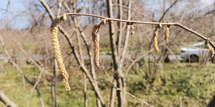 Fındık yalancı bahara aldandı