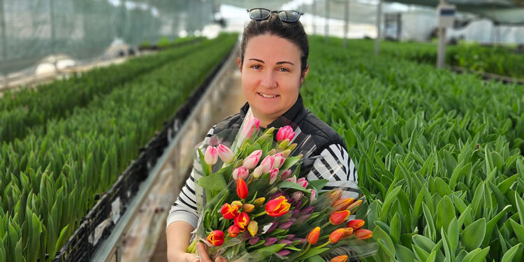 Kadınlar günü için 200 bin suda lale üretimi yapıldı