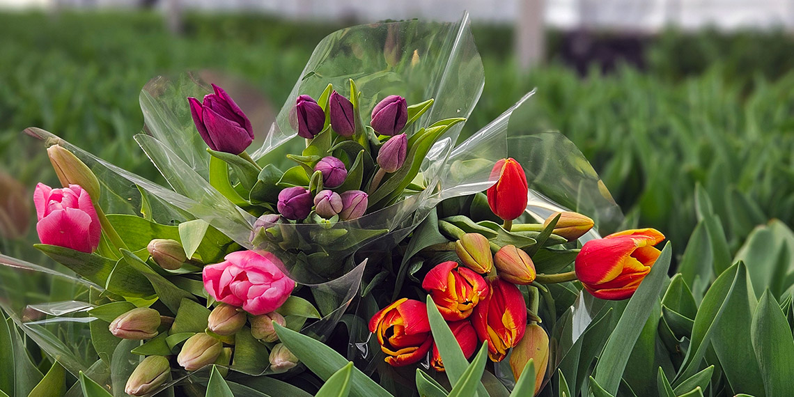 Kadınlar günü için 200 bin suda lale üretimi yapıldı