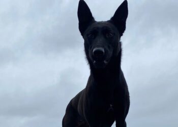 Kahraman köpek Vesper, İngiltere'deki yarışmaya hazırlanıyor