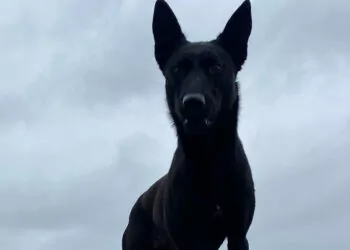Kahraman köpek vesper, i̇ngiltere'deki yarışmaya hazırlanıyor
