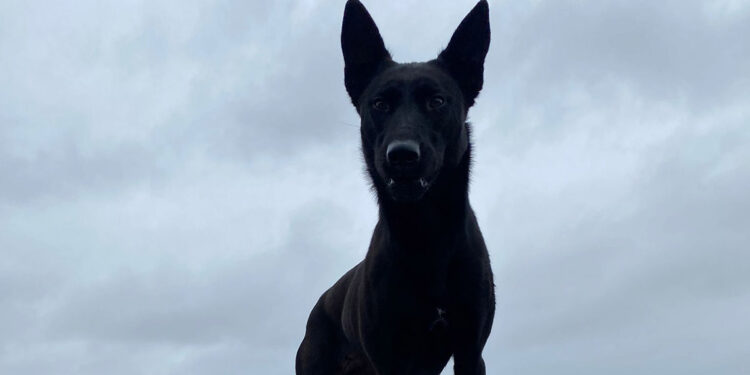 Kahraman köpek Vesper, İngiltere'deki yarışmaya hazırlanıyor