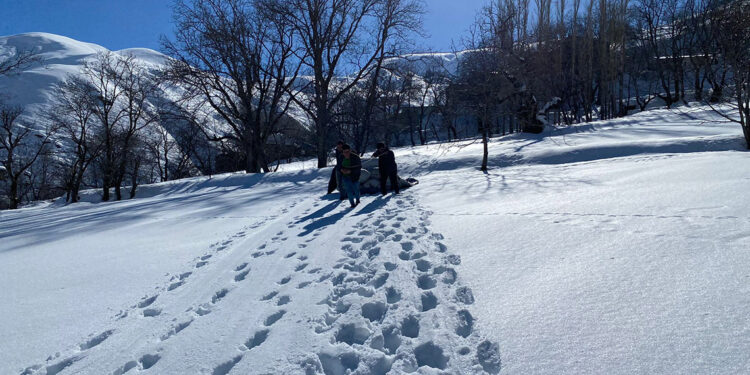 Kar altında kalan samanları, hayvanlarına taşıdılar
