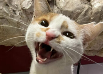 Kedi tırmığı hastalığına dikkat; görme kaybına yol açabilir