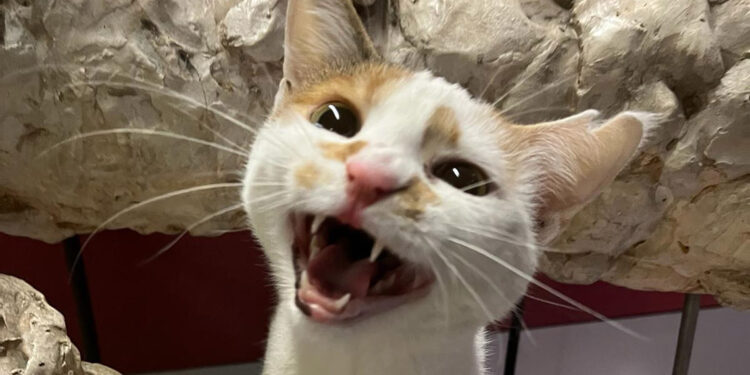 Kedi tırmığı hastalığına dikkat; görme kaybına yol açabilir