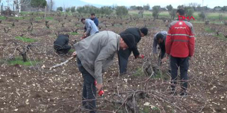 Kilis'te üzüm bağları budanmaya başladı