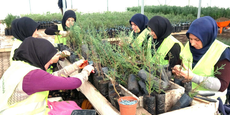 Kızılçam ve karaçam ormanları geleceğe taşınıyor