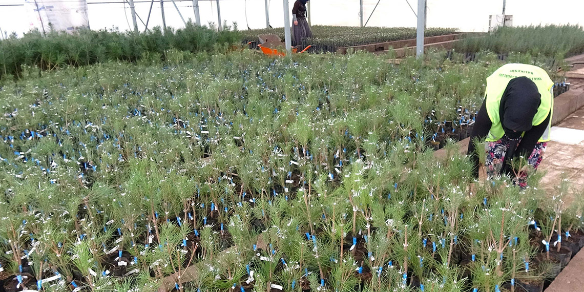 Kızılçam ve karaçam ormanları geleceğe taşınıyor