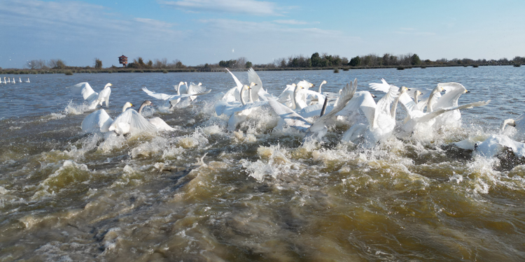 Kızılırmak Deltası Kuş Cenneti'ni 2023'te 100 bin kişi ziyaret etti