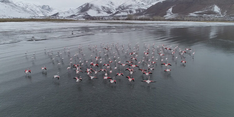 Kuş türlerinin konakladığı sulak alanlarda yok olma tehlikesi