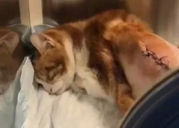 Maltepe'de kaburgaları kırılan kedi tedaviye alındı
