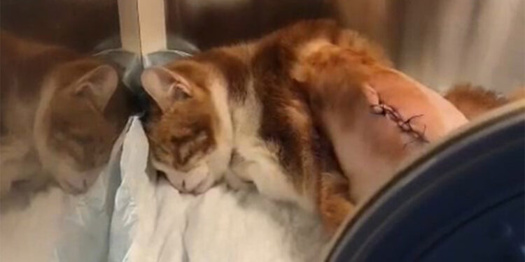 Maltepe'de kaburgaları kırılan kedi tedaviye alındı