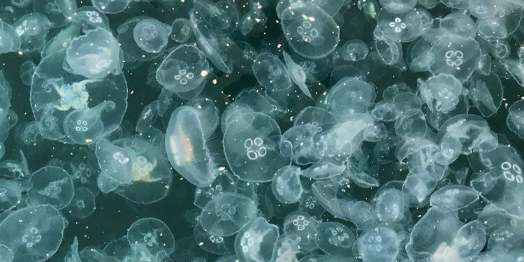 Marmara Denizi'nde denizanası işgali