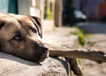 Merhametin izinde: Sokak hayvanları ile sevgi