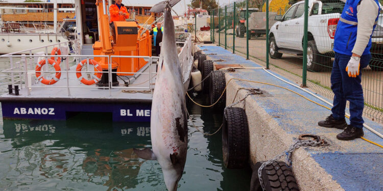 Mersin sahilinde ölü yunus bulundu
