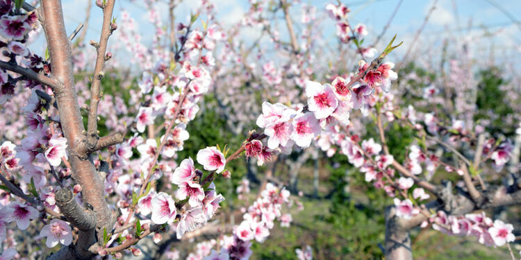 Mersin'de yalancı bahara aldanan ağaçlar çiçek açtı